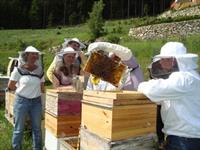 Foto für Landesbienenzüchterverein OÖ - Ortsgruppe Weitersfelden